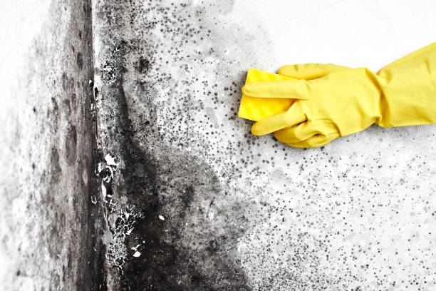 Best Crawl Space Mold Remediation  in Savannah, TN